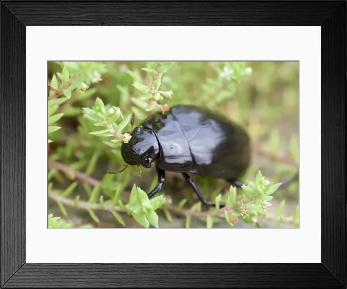 Framed Print : Picture No. 11807103 Framed Print : Picture No. 11807103