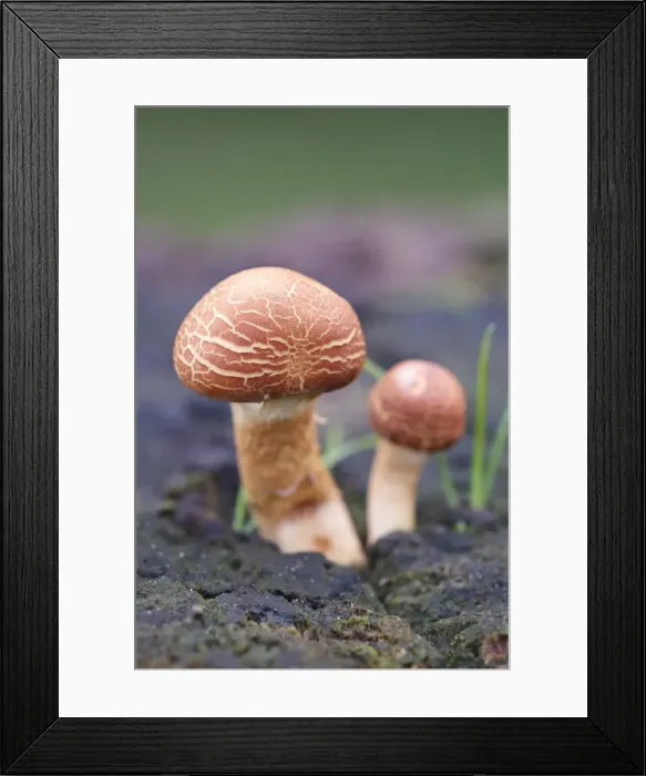 Framed Print : Picture No. 11807104 Framed Print : Picture No. 11807104