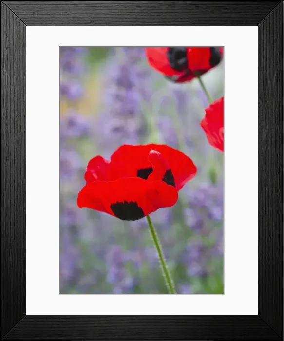 Framed Print : Picture No. 11807106 Framed Print : Picture No. 11807106