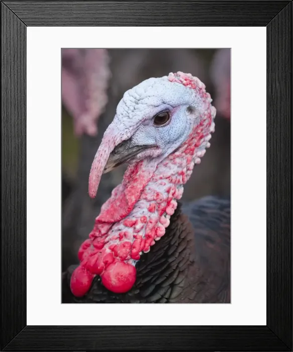 Framed Print : Picture No. 11807107 Framed Print : Picture No. 11807107