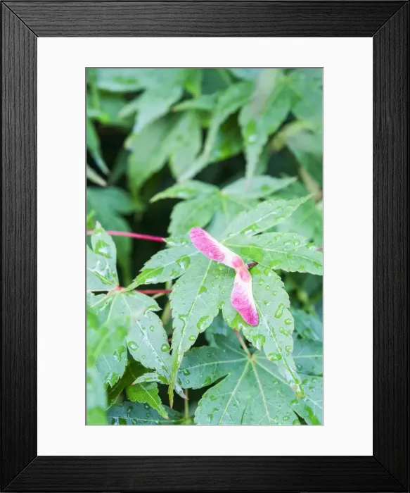 Framed Print : Picture No. 11807108 Framed Print : Picture No. 11807108