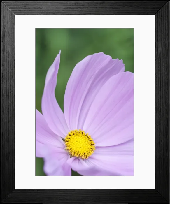 Framed Print : Picture No. 11807110 Framed Print : Picture No. 11807110