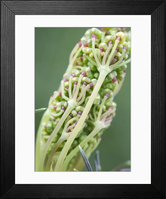 Framed Print : Picture No. 11807112 Framed Print : Picture No. 11807112