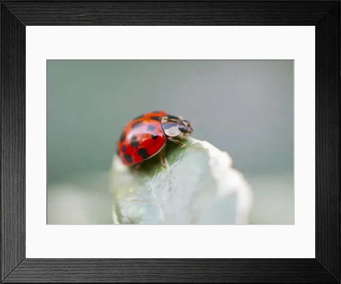 Framed Print : Picture No. 11807113