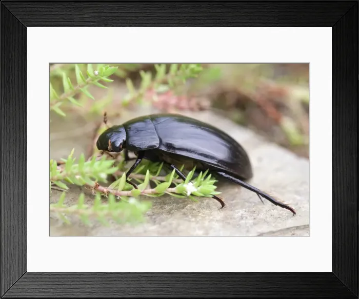Framed Print : Picture No. 11807114 Framed Print : Picture No. 11807114