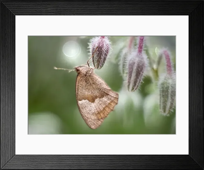 Framed Print : Picture No. 11807115