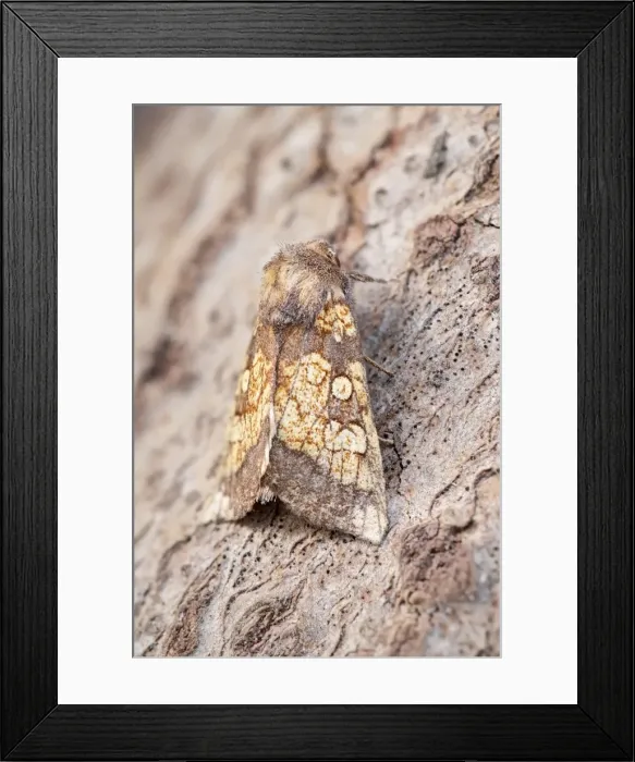 Framed Print : Picture No. 11807116 Framed Print : Picture No. 11807116