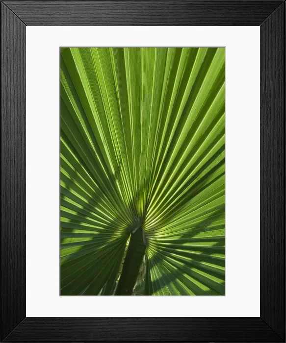 Framed Print : Picture No. 11807117 Framed Print : Picture No. 11807117