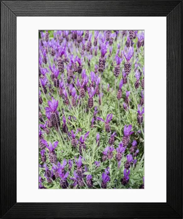 Framed Print : Picture No. 11807118