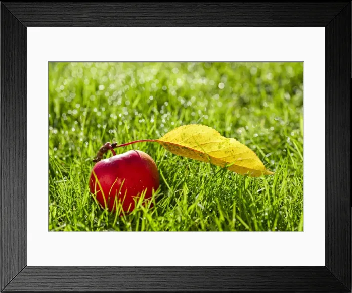 Framed Print : Picture No. 11807119 Framed Print : Picture No. 11807119