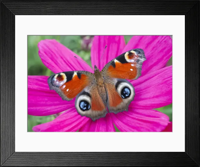 Framed Print : Picture No. 11807120 Framed Print : Picture No. 11807120