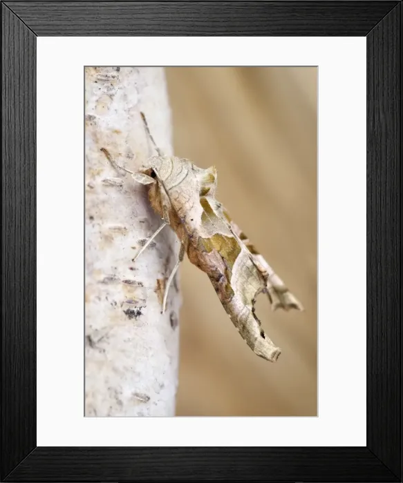 Framed Print : Picture No. 11807121 Framed Print : Picture No. 11807121