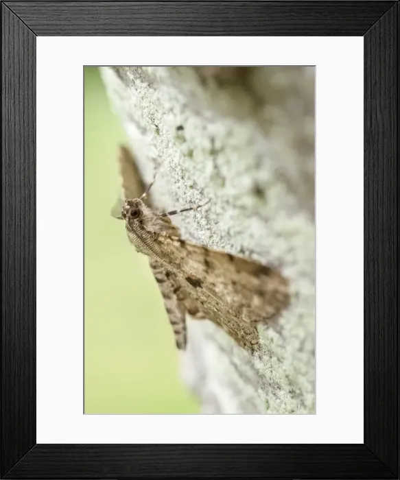Framed Print : Picture No. 11807122 Framed Print : Picture No. 11807122