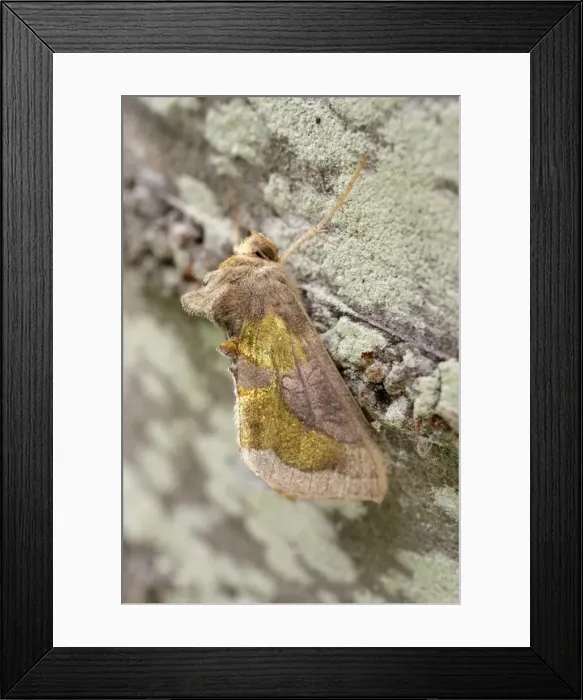 Framed Print : Picture No. 11807123 Framed Print : Picture No. 11807123
