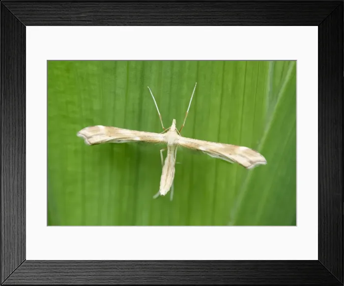 Framed Print : Picture No. 11807124 Framed Print : Picture No. 11807124