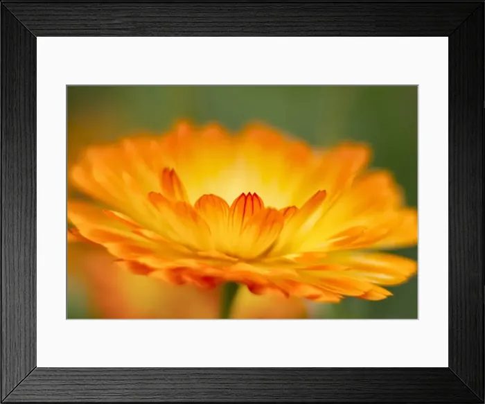 Framed Print : Picture No. 11807125 Framed Print : Picture No. 11807125