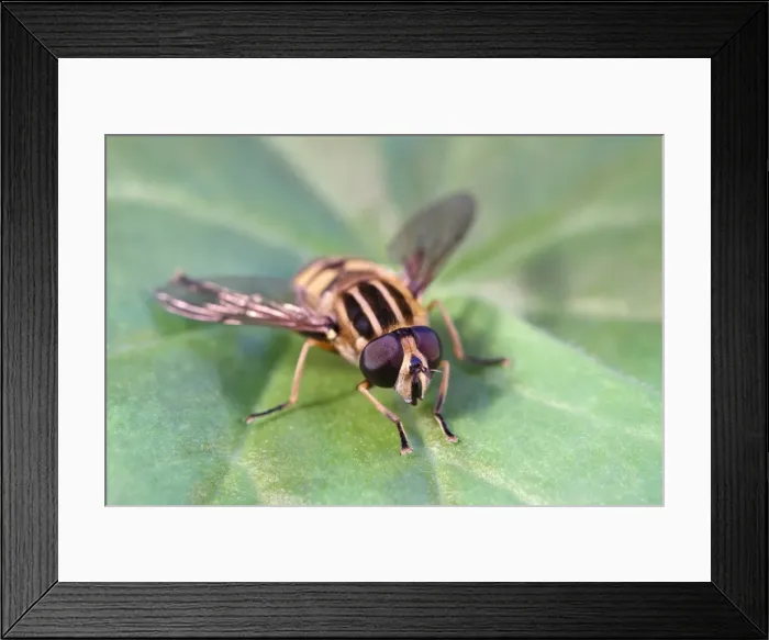 Framed Print : Picture No. 11807126 Framed Print : Picture No. 11807126