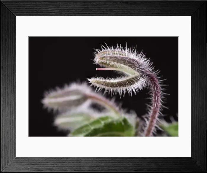 Framed Print : Picture No. 11807127 Framed Print : Picture No. 11807127