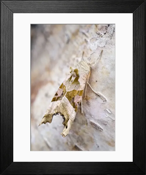 Framed Print : Picture No. 11807128 Framed Print : Picture No. 11807128