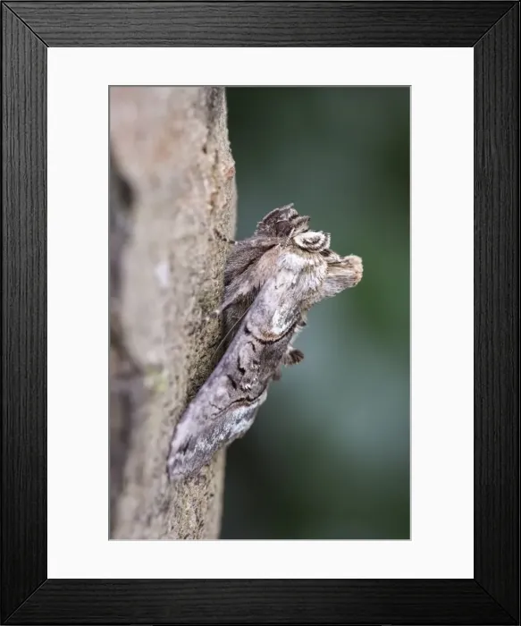 Framed Print : Picture No. 11807130 Framed Print : Picture No. 11807130