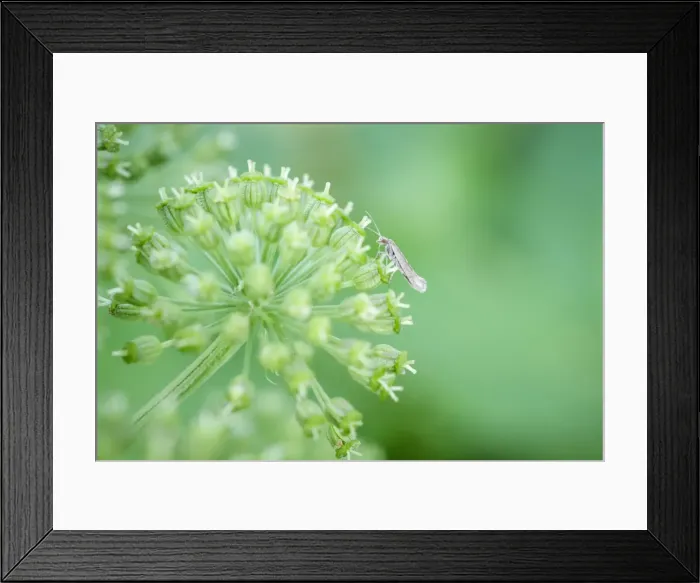 Framed Print : Picture No. 11807131 Framed Print : Picture No. 11807131