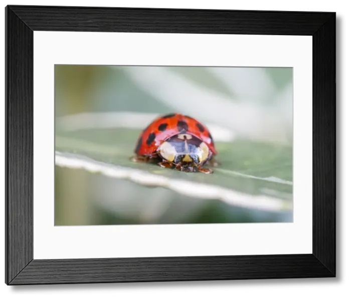 Framed Print : Picture No. 11807132 Framed Print : Picture No. 11807132