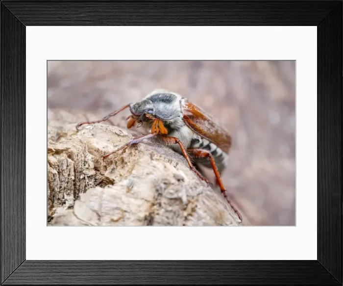 Framed Print : Picture No. 11807133 Framed Print : Picture No. 11807133