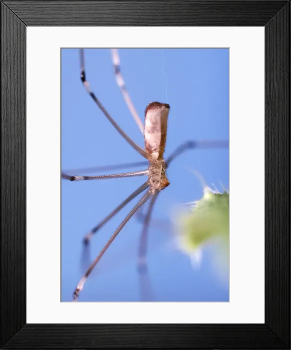 Framed Print : Picture No. 11807135 Framed Print : Picture No. 11807135