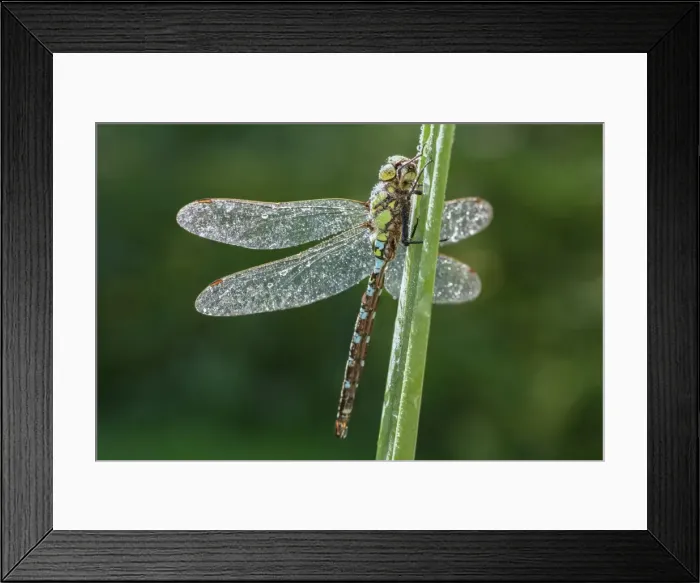 Framed Print : Picture No. 11807136 Framed Print : Picture No. 11807136