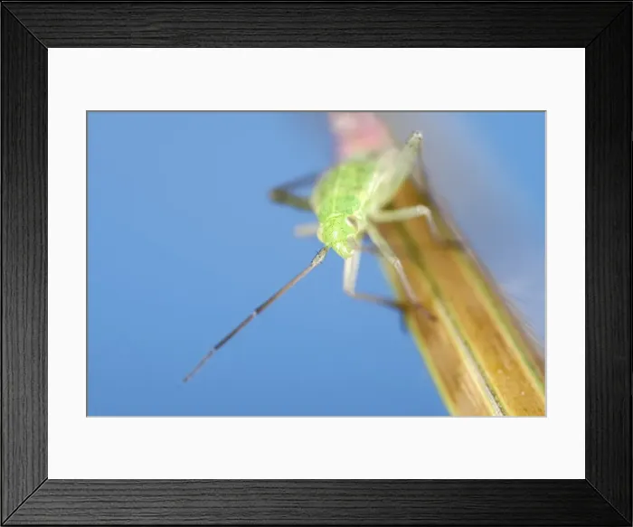 Framed Print : Picture No. 11807137 Framed Print : Picture No. 11807137