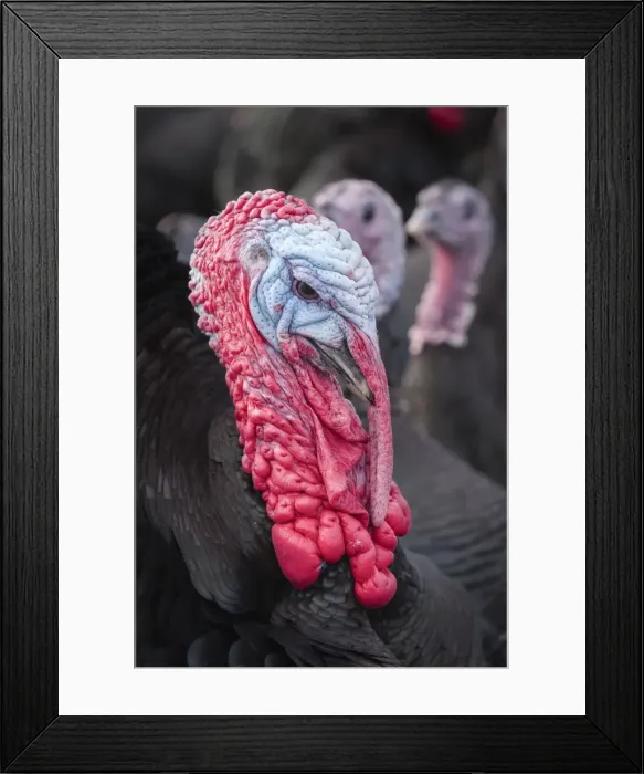 Framed Print : Picture No. 11807138 Framed Print : Picture No. 11807138