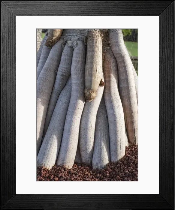 Framed Print : Picture No. 11807139 Framed Print : Picture No. 11807139