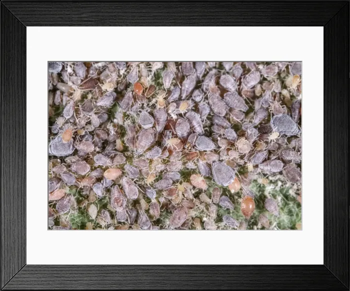 Framed Print : Picture No. 11807140 Framed Print : Picture No. 11807140