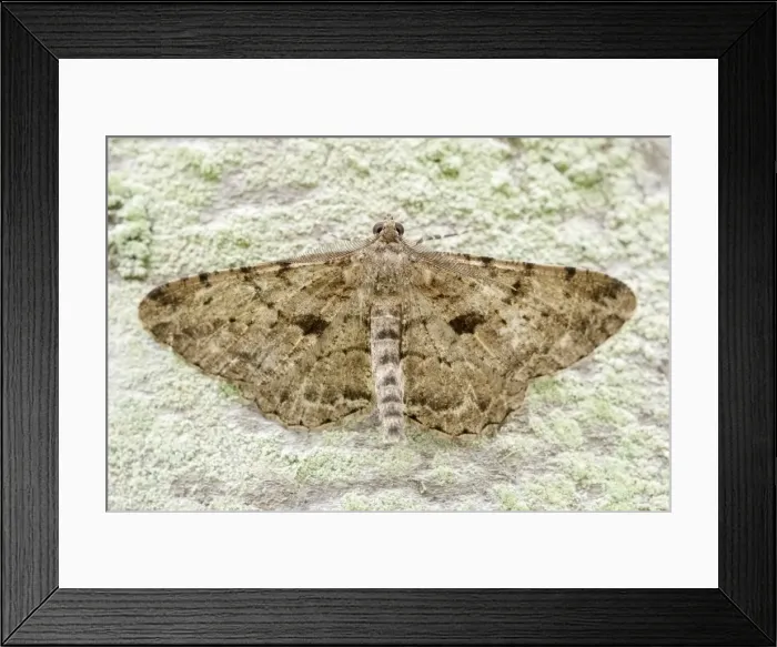 Framed Print : Picture No. 11807141 Framed Print : Picture No. 11807141