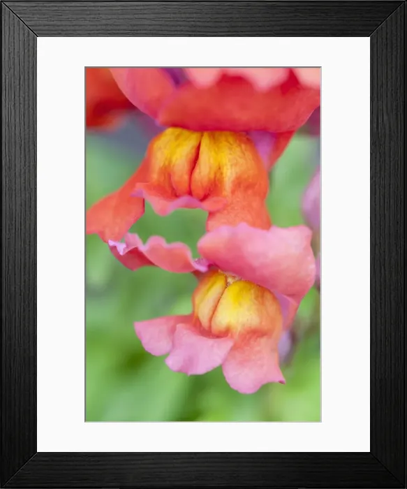 Framed Print : Picture No. 11807142 Framed Print : Picture No. 11807142