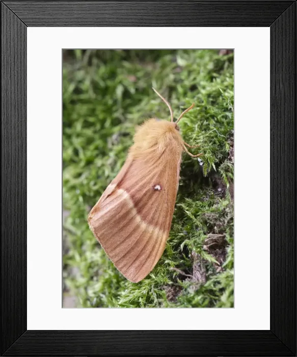 Framed Print : Picture No. 11807143 Framed Print : Picture No. 11807143