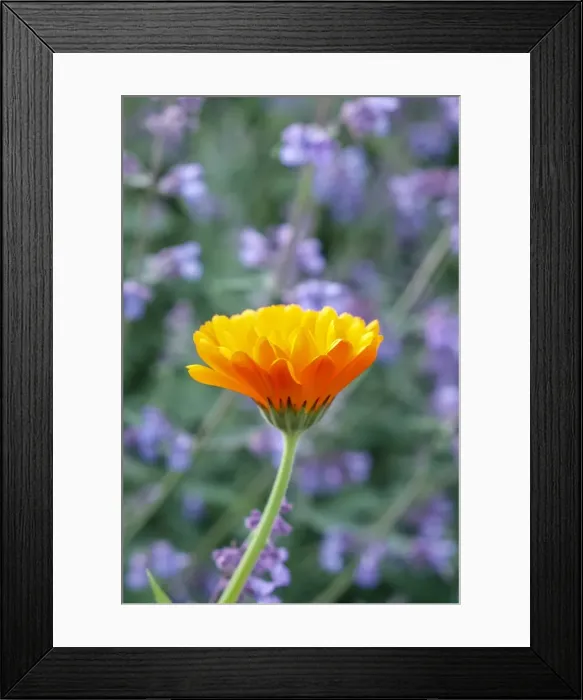 Framed Print : Picture No. 11807145 Framed Print : Picture No. 11807145