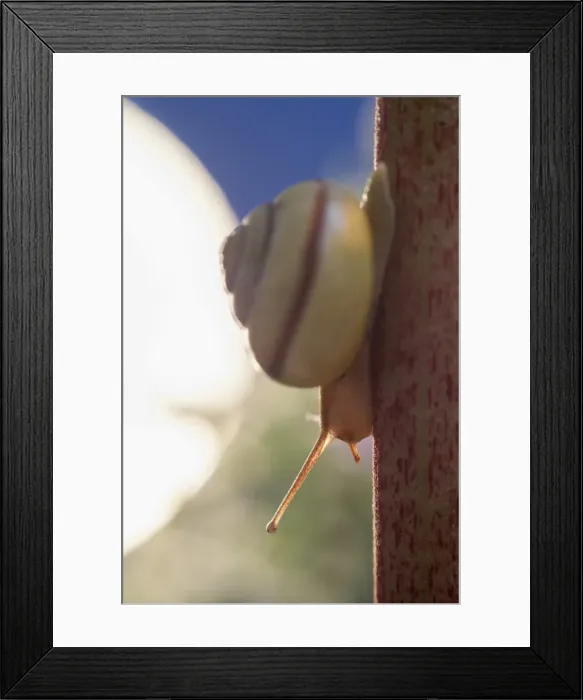 Framed Print : Picture No. 11807146 Framed Print : Picture No. 11807146