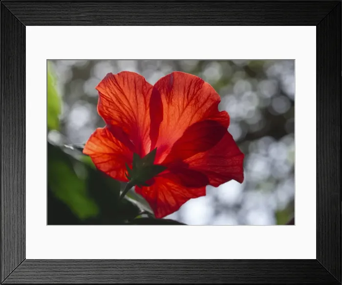 Framed Print : Picture No. 11807147 Framed Print : Picture No. 11807147