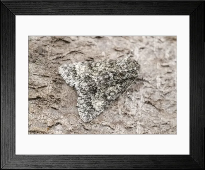Framed Print : Picture No. 11807148 Framed Print : Picture No. 11807148