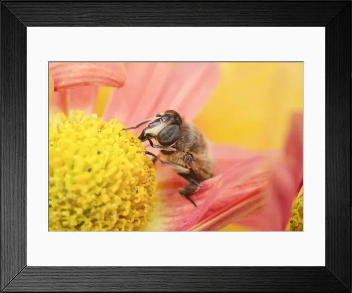 Framed Print : Picture No. 11807149 Framed Print : Picture No. 11807149