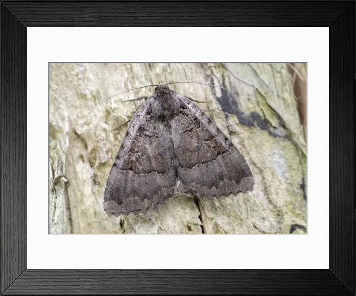 Framed Print : Picture No. 11807150 Framed Print : Picture No. 11807150