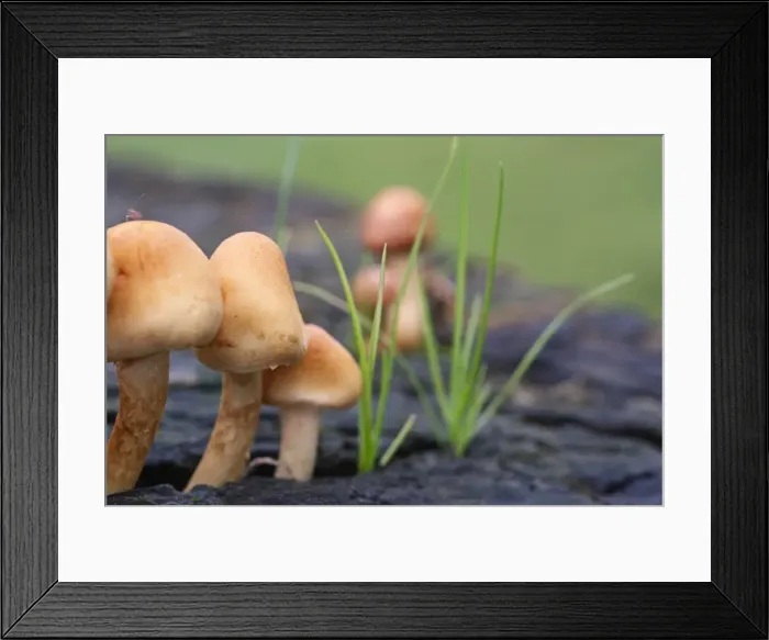 Framed Print : Picture No. 11807152 Framed Print : Picture No. 11807152
