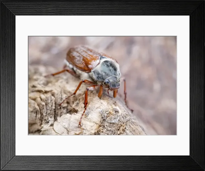 Framed Print : Picture No. 11807153 Framed Print : Picture No. 11807153