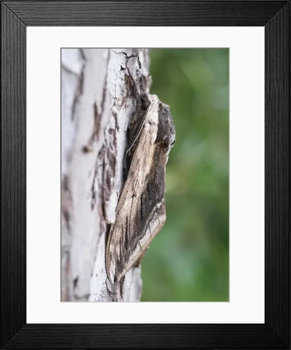 Framed Print : Picture No. 11807154 Framed Print : Picture No. 11807154