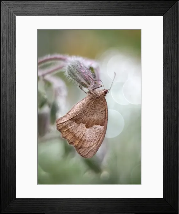 Framed Print : Picture No. 11807155 Framed Print : Picture No. 11807155