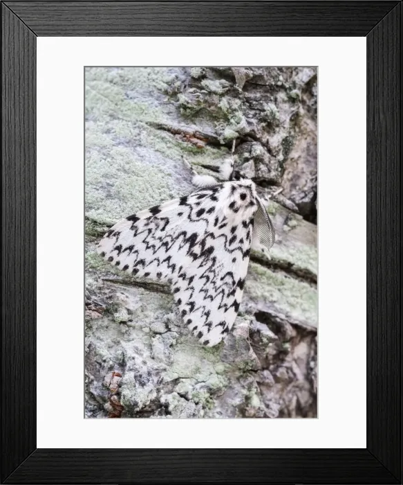 Framed Print : Picture No. 11807156 Framed Print : Picture No. 11807156