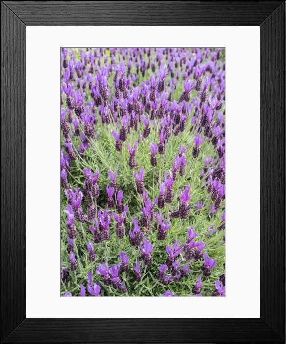 Framed Print : Picture No. 11807157 Framed Print : Picture No. 11807157
