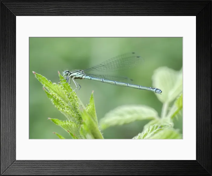 Framed Print : Picture No. 11807158 Framed Print : Picture No. 11807158