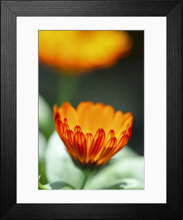 Framed Print : Picture No. 11807162 Framed Print : Picture No. 11807162